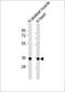 CLEC11A antibody, M09076, Boster Biological Technology, Western Blot image 