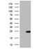 Outer Mitochondrial Membrane Lipid Metabolism Regulator OPA3 antibody, NBP2-46294, Novus Biologicals, Western Blot image 