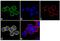 MSL-1 antibody, 44-302G, Invitrogen Antibodies, Immunofluorescence image 