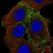 Ezrin antibody, NBP2-36759, Novus Biologicals, Immunocytochemistry image 