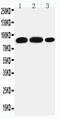Signal Transducer And Activator Of Transcription 4 antibody, LS-C313481, Lifespan Biosciences, Western Blot image 