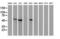 p53 antibody, M00001-5, Boster Biological Technology, Western Blot image 