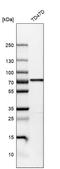 Na(+)/H(+) exchange regulatory cofactor NHE-RF3 antibody, HPA005755, Atlas Antibodies, Western Blot image 