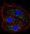 Trefoil Factor 1 antibody, M01391-2, Boster Biological Technology, Immunofluorescence image 