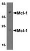 MCL1 Apoptosis Regulator, BCL2 Family Member antibody, A00712, Boster Biological Technology, Western Blot image 