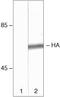 HA tag antibody, 71-5500, Invitrogen Antibodies, Western Blot image 