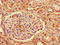 Interferon Alpha 2 antibody, A53753-100, Epigentek, Immunohistochemistry paraffin image 