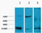 Histone H3 antibody, STJ97010, St John