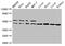 Isocitrate Dehydrogenase (NADP(+)) 1, Cytosolic antibody, CSB-PA010989EA01HU, Cusabio, Western Blot image 