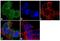 5-Hydroxytryptamine Receptor 2B antibody, 720256, Invitrogen Antibodies, Immunofluorescence image 