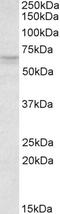 RXR gamma antibody, EB06526, Everest Biotech, Western Blot image 