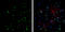 High Mobility Group Box 1 antibody, GTX629400, GeneTex, Immunofluorescence image 