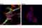 Dihydropyrimidinase Like 2 antibody, 35672S, Cell Signaling Technology, Immunocytochemistry image 