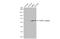 5-Hydroxytryptamine Receptor 2C antibody, GTX100329, GeneTex, Western Blot image 