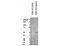 Serine protease inhibitor A3G antibody, LS-C82316, Lifespan Biosciences, Western Blot image 