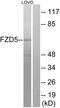 Frizzled Class Receptor 5 antibody, LS-B10487, Lifespan Biosciences, Western Blot image 