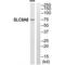 Solute Carrier Family 9 Member A6 antibody, PA5-50139, Invitrogen Antibodies, Western Blot image 