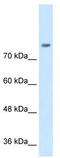 Neuronal Cell Adhesion Molecule antibody, TA336014, Origene, Western Blot image 