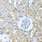 Inositol-trisphosphate 3-kinase B antibody, 19-219, ProSci, Immunohistochemistry frozen image 