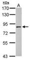 Granulin Precursor antibody, PA5-27275, Invitrogen Antibodies, Western Blot image 