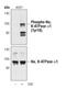 ATPase Na+/K+ Transporting Subunit Alpha 1 antibody, PA5-17061, Invitrogen Antibodies, Western Blot image 