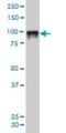 Splicing Factor Proline And Glutamine Rich antibody, H00006421-M02, Novus Biologicals, Western Blot image 