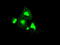 Fyn Related Src Family Tyrosine Kinase antibody, LS-C114622, Lifespan Biosciences, Immunofluorescence image 