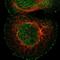 Kelch Like Family Member 41 antibody, HPA021753, Atlas Antibodies, Immunocytochemistry image 