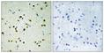 Lysine Demethylase 4B antibody, abx013332, Abbexa, Western Blot image 