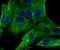Lumican antibody, A01034, Boster Biological Technology, Immunocytochemistry image 