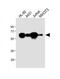 Methyltransferase Like 14 antibody, M07389, Boster Biological Technology, Western Blot image 