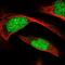 Endothelin-converting enzyme 2 antibody, NBP2-56945, Novus Biologicals, Immunofluorescence image 