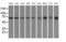 Golgi Reassembly Stacking Protein 1 antibody, MA5-25148, Invitrogen Antibodies, Western Blot image 