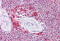 Autophagy Related 9A antibody, MBS244326, MyBioSource, Immunohistochemistry frozen image 