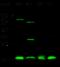 Ubiquitin Conjugating Enzyme E2 I antibody, 13205-T38, Sino Biological, Western Blot image 