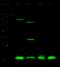 SUMO-conjugating enzyme UBC9 antibody, 13205-T38, Sino Biological, Western Blot image 