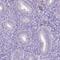 Signal Regulatory Protein Delta antibody, HPA042663, Atlas Antibodies, Immunohistochemistry frozen image 