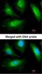 Actinin Alpha 2 antibody, NBP2-15355, Novus Biologicals, Immunofluorescence image 