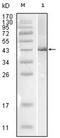 Influenza B antibody, AM06204SU-N, Origene, Western Blot image 