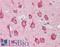 Microtubule Associated Protein 1 Light Chain 3 Beta antibody, LS-B9581, Lifespan Biosciences, Immunohistochemistry paraffin image 