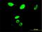 MYB Proto-Oncogene Like 2 antibody, H00004605-M03, Novus Biologicals, Immunofluorescence image 