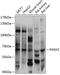 Pannexin 2 antibody, 14-345, ProSci, Western Blot image 