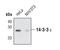 Tyrosine 3-Monooxygenase/Tryptophan 5-Monooxygenase Activation Protein Epsilon antibody, PA5-17104, Invitrogen Antibodies, Western Blot image 