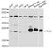 Phosphomevalonate Kinase antibody, LS-C748885, Lifespan Biosciences, Western Blot image 