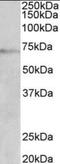 Dopamine Beta-Hydroxylase antibody, orb178863, Biorbyt, Western Blot image 