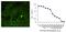 Peptide YY antibody, AM12124PU-N, Origene, Immunofluorescence image 