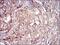 Ferritin Light Chain antibody, NBP2-37243, Novus Biologicals, Immunohistochemistry paraffin image 