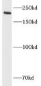 ITGB4 antibody, FNab04351, FineTest, Western Blot image 