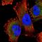 Karyopherin Subunit Alpha 6 antibody, HPA054037, Atlas Antibodies, Immunofluorescence image 