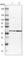 Mitochondrial Ribosomal Protein S22 antibody, HPA006083, Atlas Antibodies, Western Blot image 